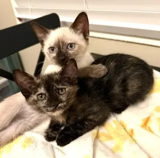 Kitten Vanna