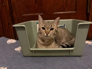 Calista