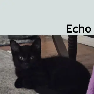 Echo