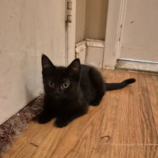 Echo