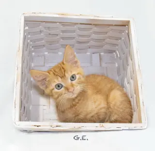 G.E.