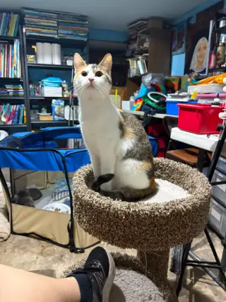 Penelope