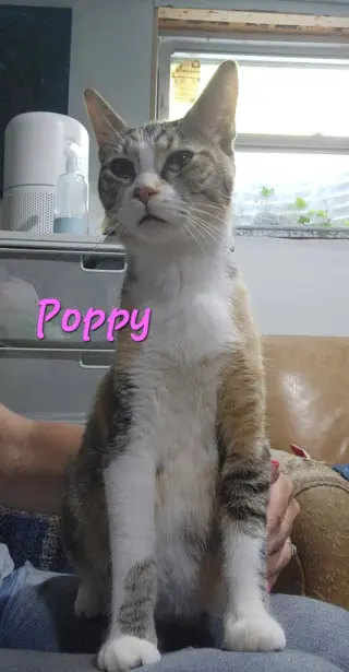 Poppy