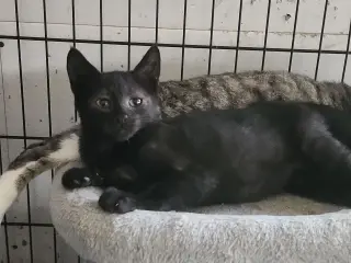 Maus