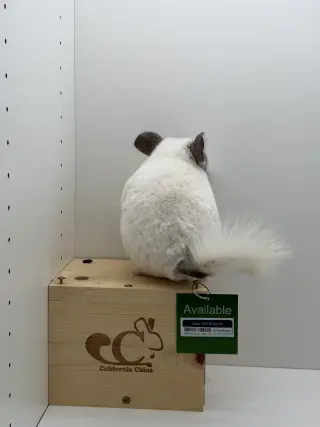 Oliver