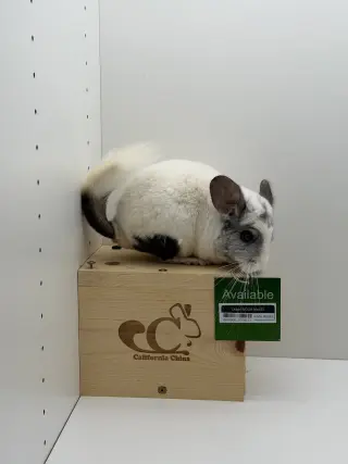 Oliver