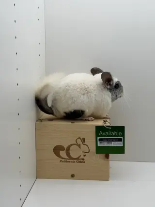 Oliver