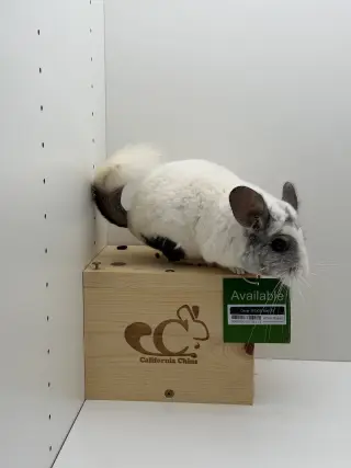 Oliver
