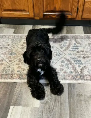 Gracie
