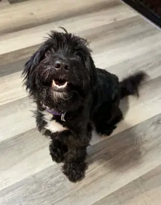 Gracie