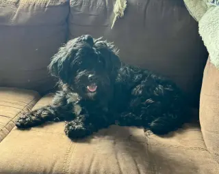 Gracie