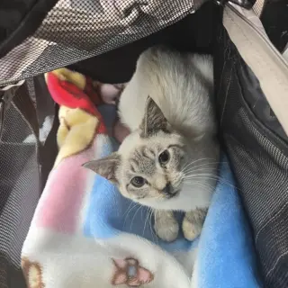 Casper