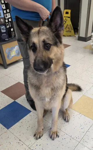 Bruno