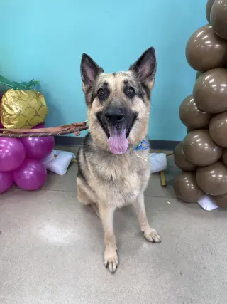 Bruno