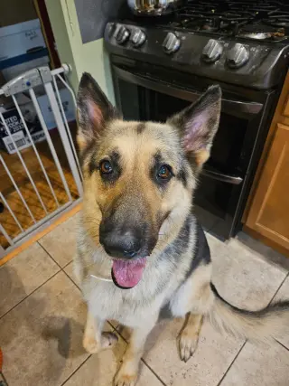 Bruno
