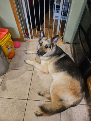 Bruno