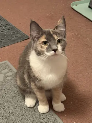 Dixie