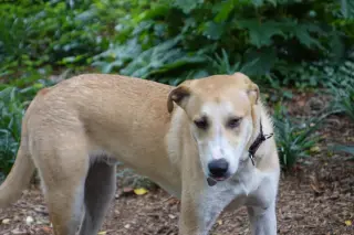 Odie