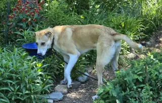 Odie