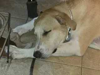 Odie