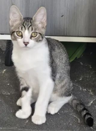 Sweet Boy