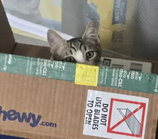 Sweet Boy
