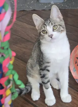 Sweet Boy