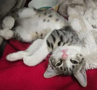 Sweet Girl