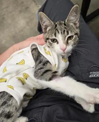 Sweet Girl