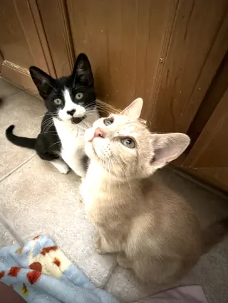 Elsie and Ferdinand ***Bonded Pair***