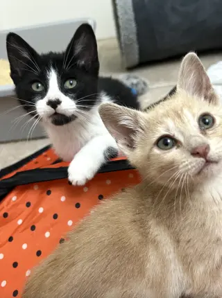Elsie and Ferdinand ***Bonded Pair***