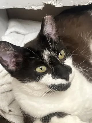 Clarabelle