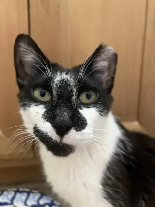 Clarabelle
