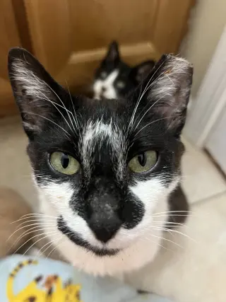 Clarabelle