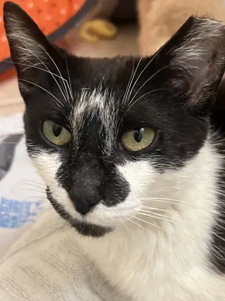 Clarabelle