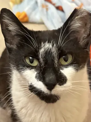 Clarabelle
