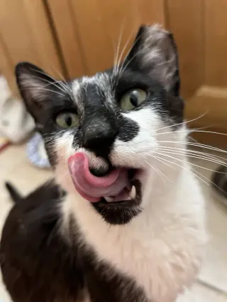 Clarabelle