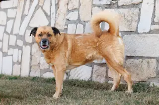 Mason