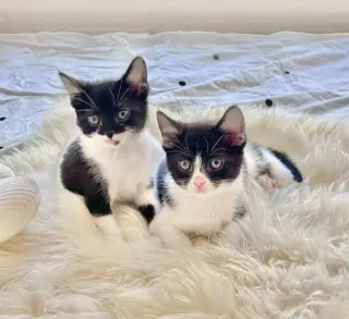 Minnie 3 (Bonded with Mickey 3)