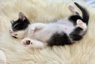 Minnie 3 (Bonded with Mickey 3)