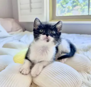 Minnie 3 (Bonded with Mickey 3)