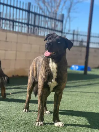 Muneca-Diamond Dog! $75 Adoption Fee!