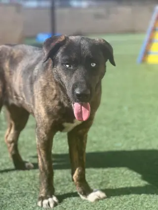 Muneca-Diamond Dog! $75 Adoption Fee!