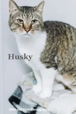 Husky