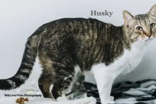 Husky