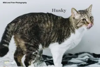 Husky