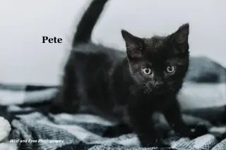Pete