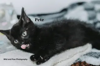 Pete