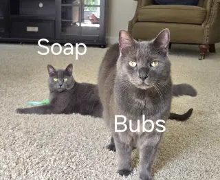 Bubbles