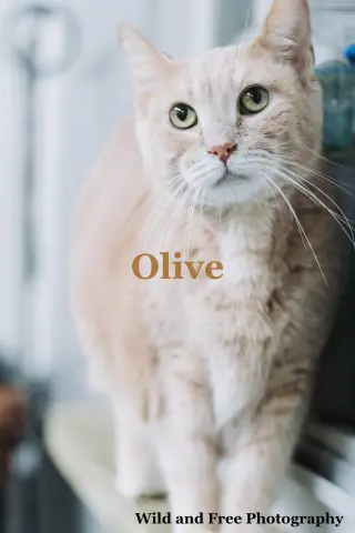 Olive